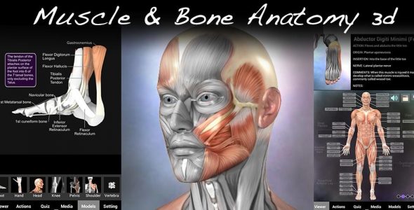 Muscle and Bone Anatomy 3D