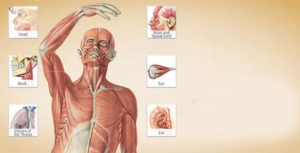 Sobotta Anatomy Atlas