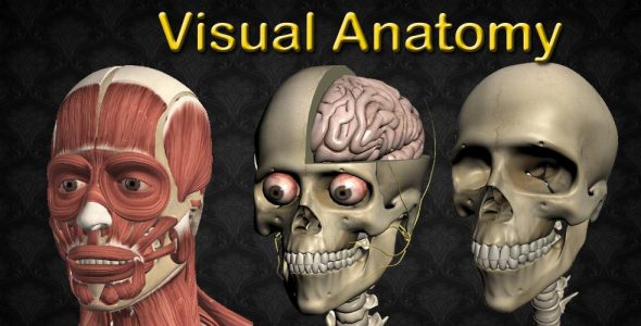 Visual Anatomy