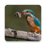 birds of europe guide