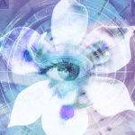 blue iris