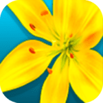 gallery video gallery