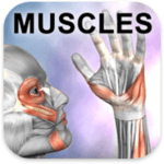 learn muscles anatomy