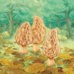 morels