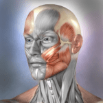 muscle and bone anatomy 3d
