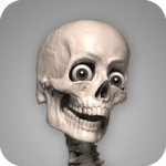 skelly poseable anatomy model