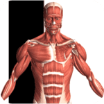 visual anatomy 2