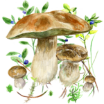 mushrooms app