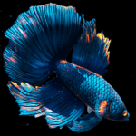 betta fish