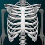 Osseous System in 3D Logo