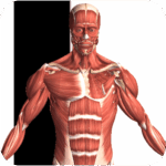 visual anatomy 2