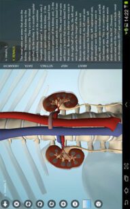 Anatomy 3D Pro – Anatronica  2.07 Apk for Android 1