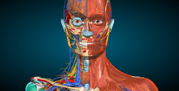 anatomy learning 3d anatomy cover