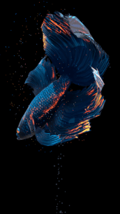 Betta Fish (UNLOCKED) 1.4 Apk for Android 1