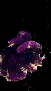 Betta Fish (UNLOCKED) 1.4 Apk for Android 3