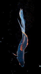 Betta Fish (UNLOCKED) 1.4 Apk for Android 5