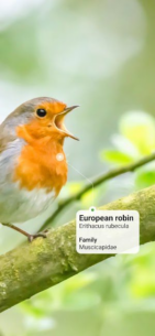 Picture Bird Bird Identifier (PREMIUM) 2.9.29 Apk for Android 2